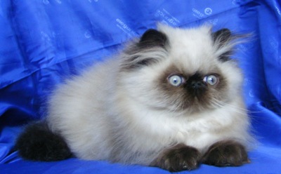 vasya