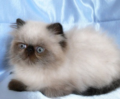vasya