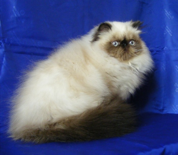 vasya