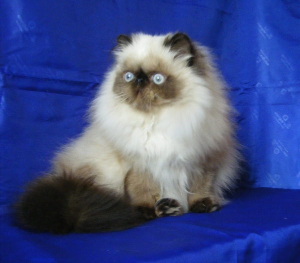 vasya