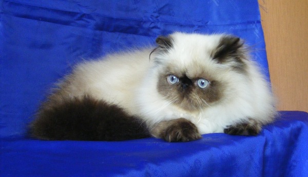 vasya