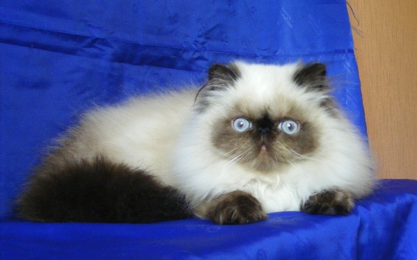 vasya