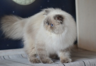 Vasya