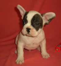 puppy