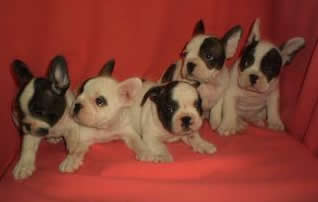 puppys