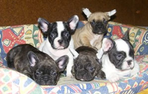 puppies